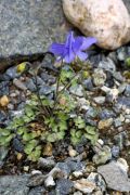 Aquilegia_pyrenaica_subsp_cazorlensis_TOM_9537 - Kopia.JPG